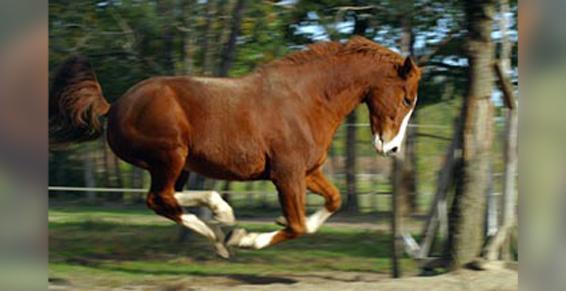 Entraînement de chevaux de sport CSO