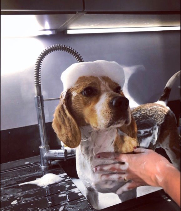 Toilettage Beagle chance