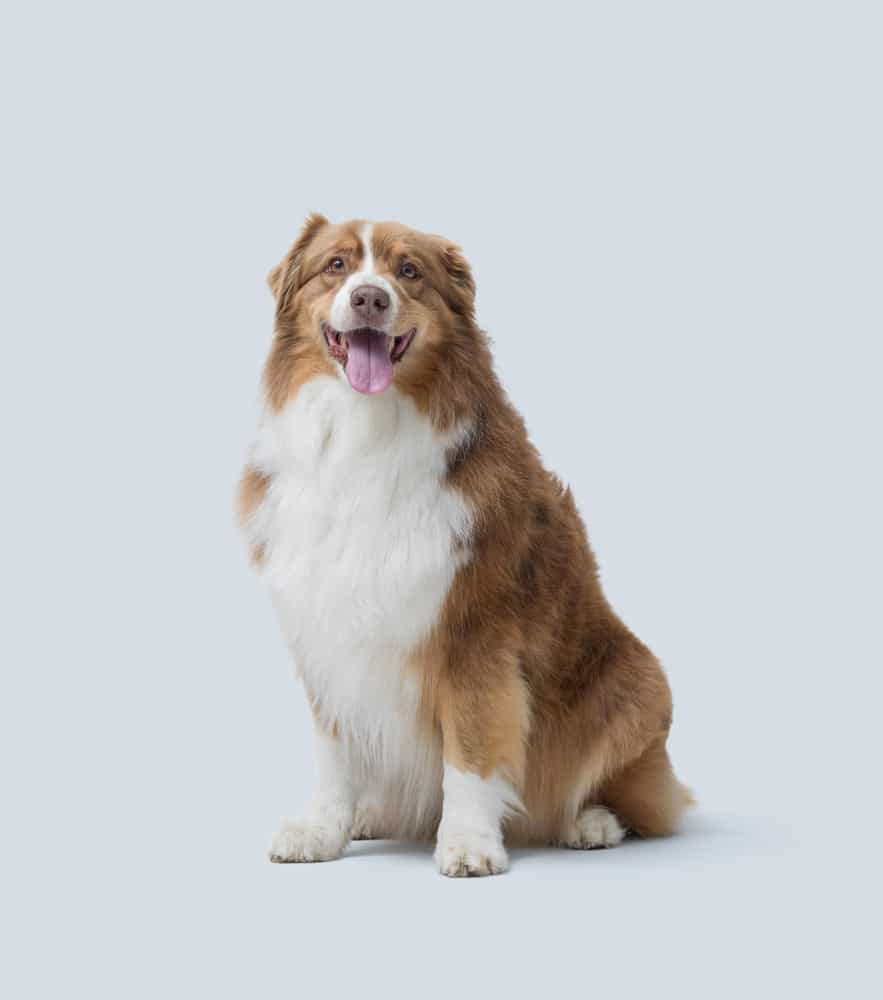 Berger Australien Rouge et Blanc Souriant - Chien Joyeux Berger australien rouge et blanc assis souriant sur fond gris clair, pelage soyeux et langue pendante.