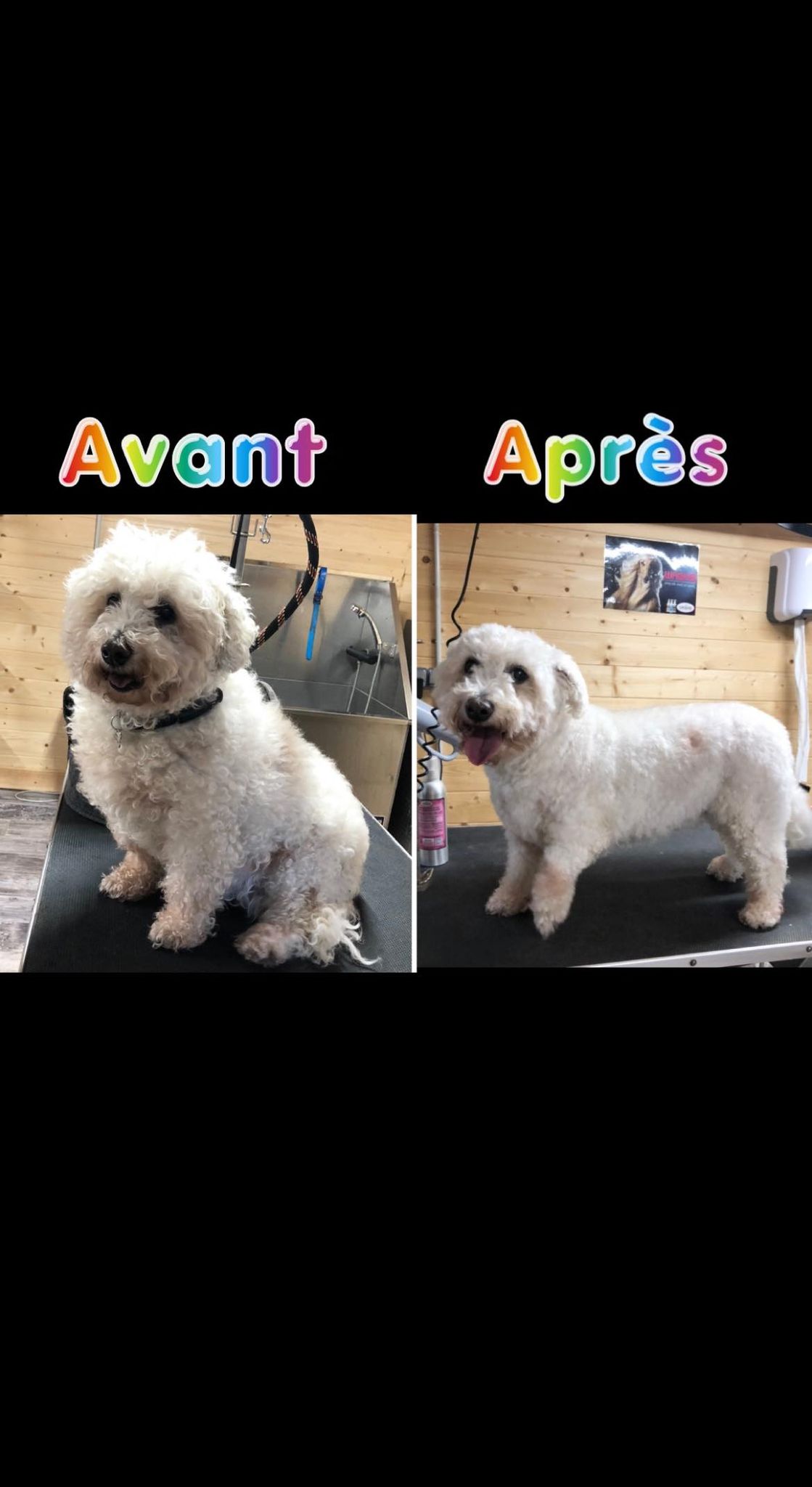 bichon tonte toilettage