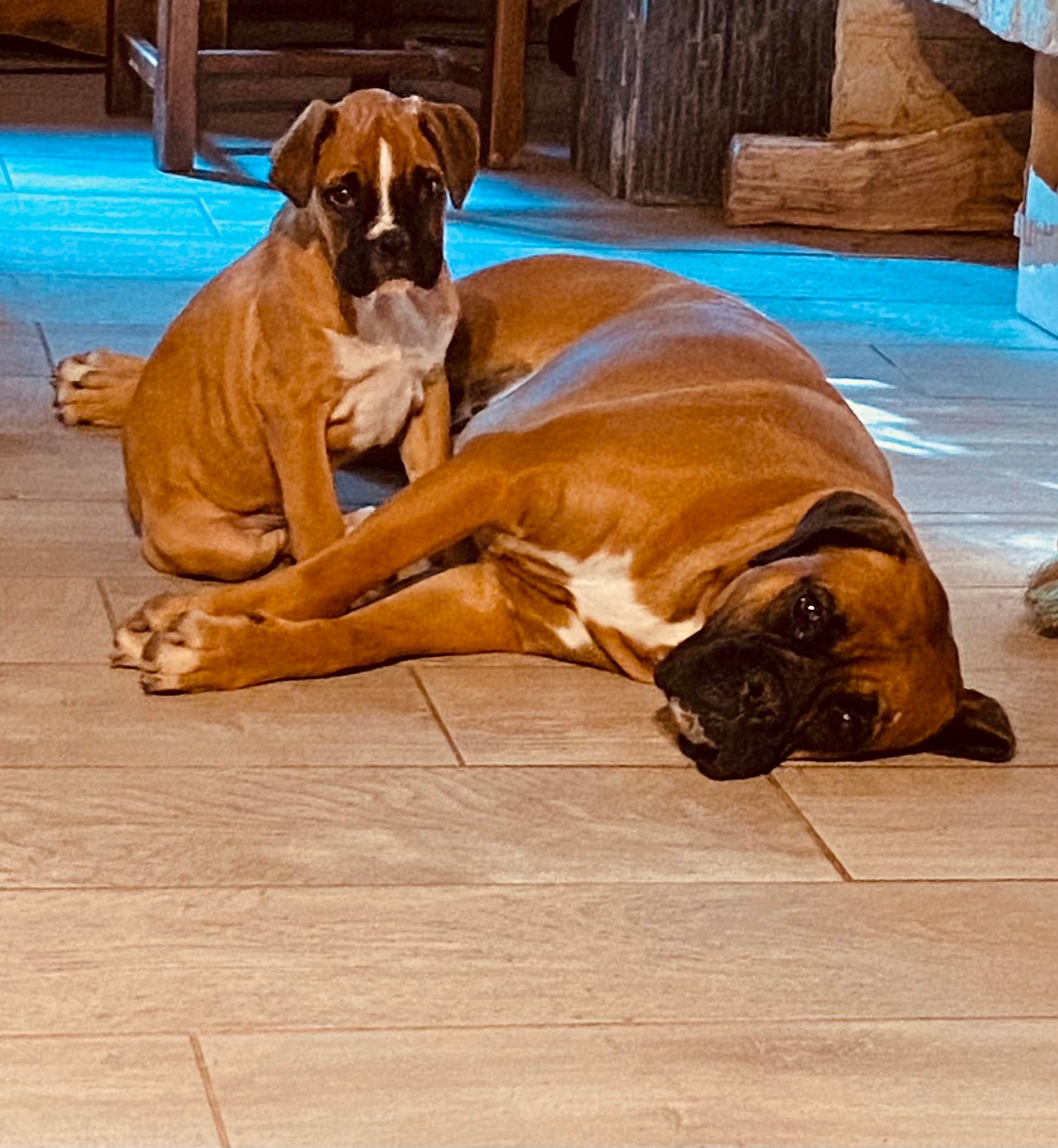 Elevage de Boxer