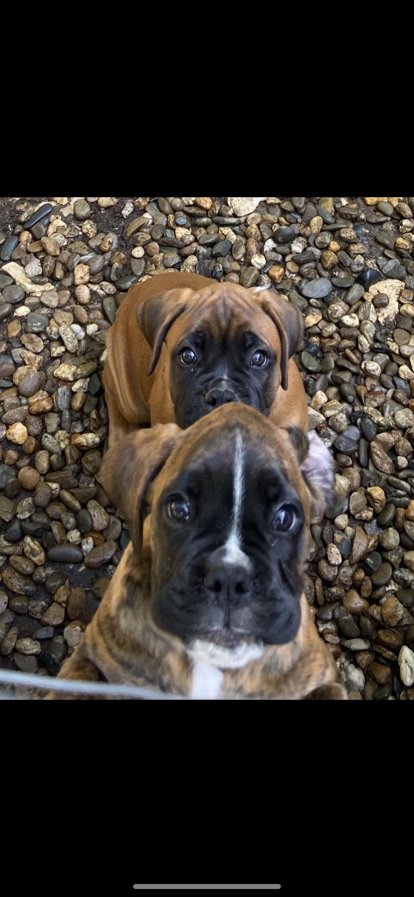 Elevage de Boxer