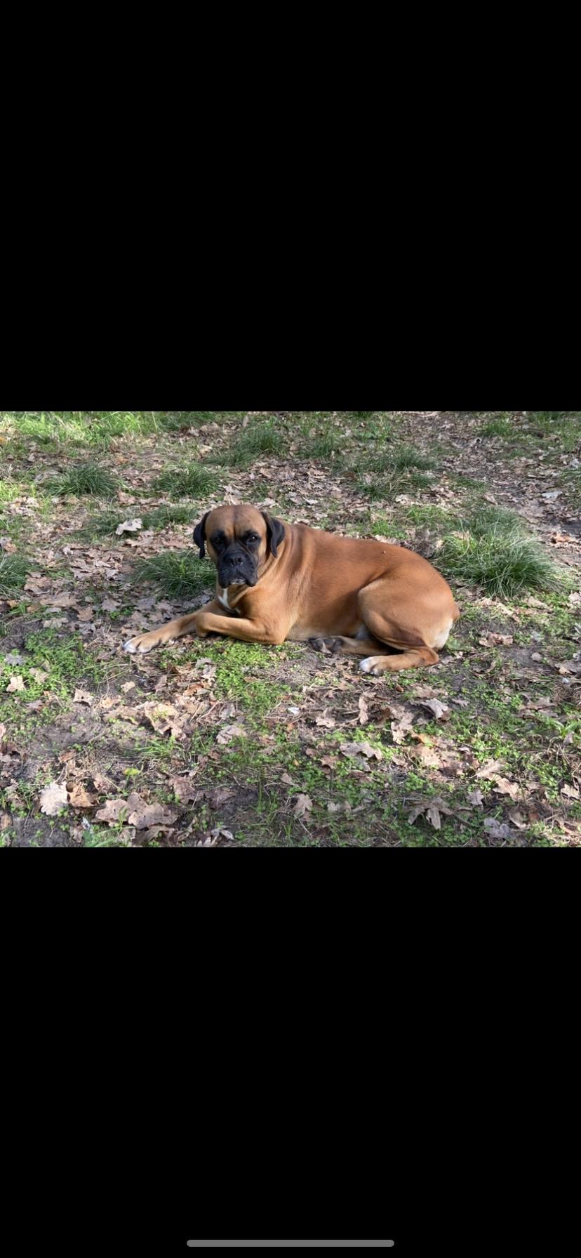 Elevage de Boxer