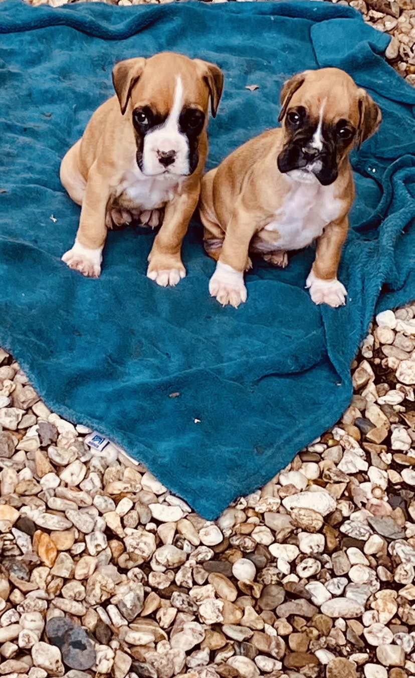 Elevage de Boxer