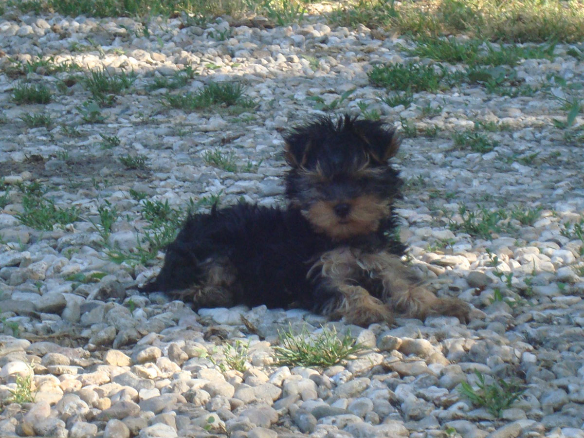 Elevage de Yorkshire Terrier