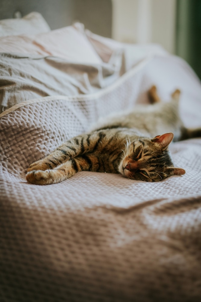 Chat tigré qui dort sur un lit : confort et détente Chat tigré endormi s'étirant sur un couvre-lit texturé dans une chambre lumineuse et paisible.