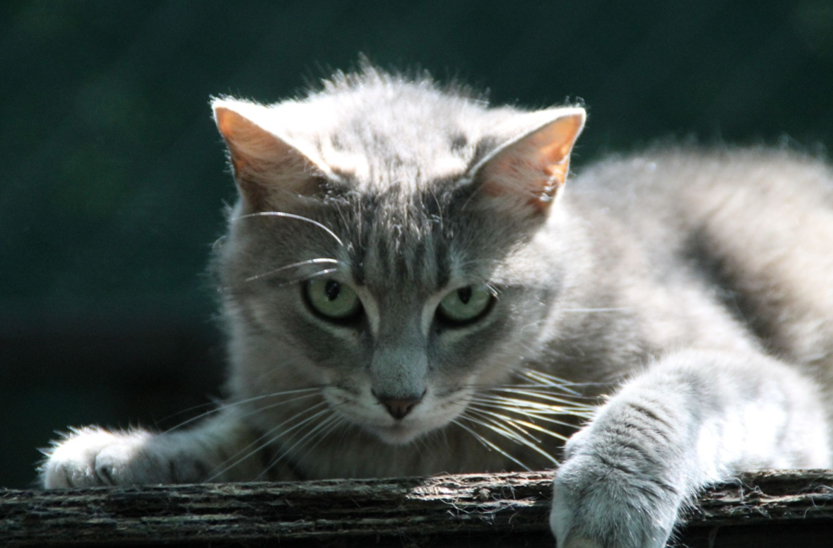 Pension pour chat