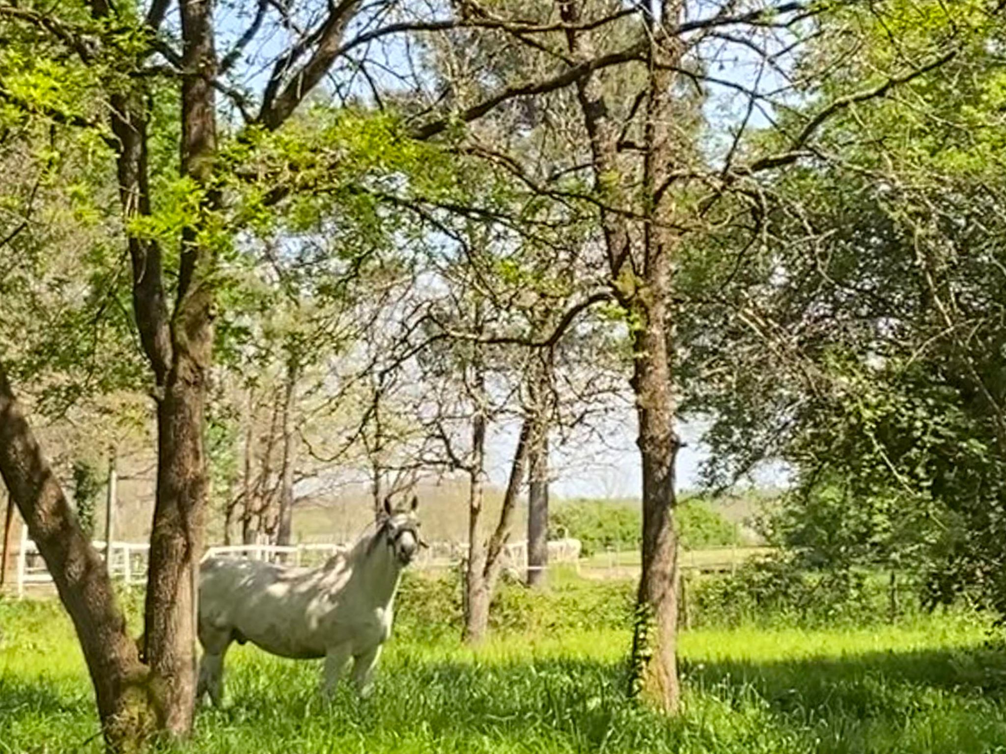 Chevaux - Elevage de la Planque