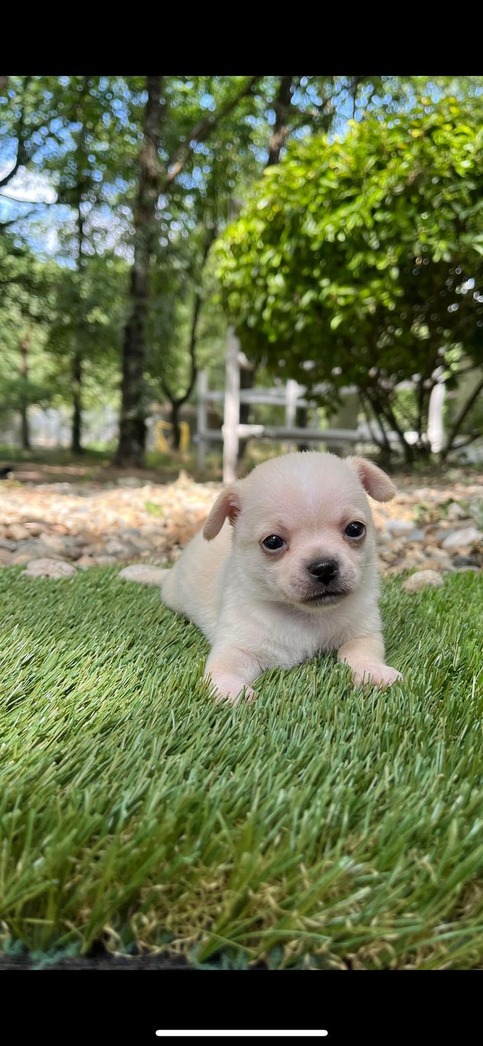 Chihuahua