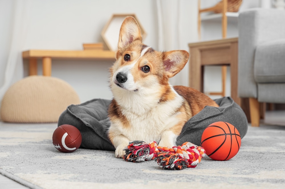 Corgi Mignon dans son Panier avec ses Jouets Préférés Corgi curieux couché dans son panier avec des jouets : ballon de basket, football et corde multicolore dans un salon.