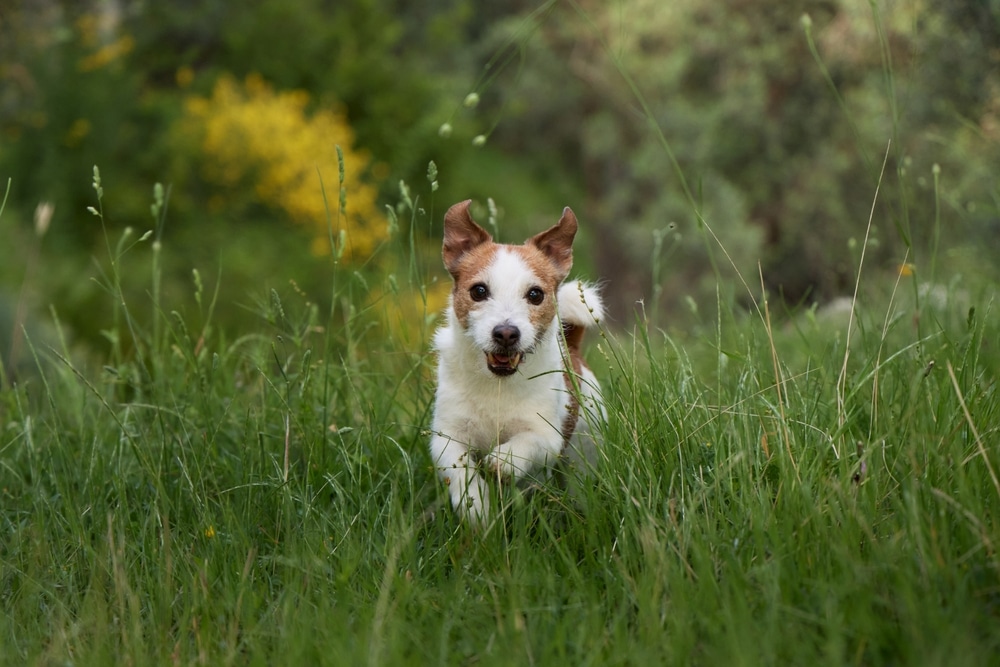 Jack Russell Terrier courant joyeusement dans la nature Jack Russell terrier courant joyeusement dans l'herbe haute d'une prairie verdoyante.
