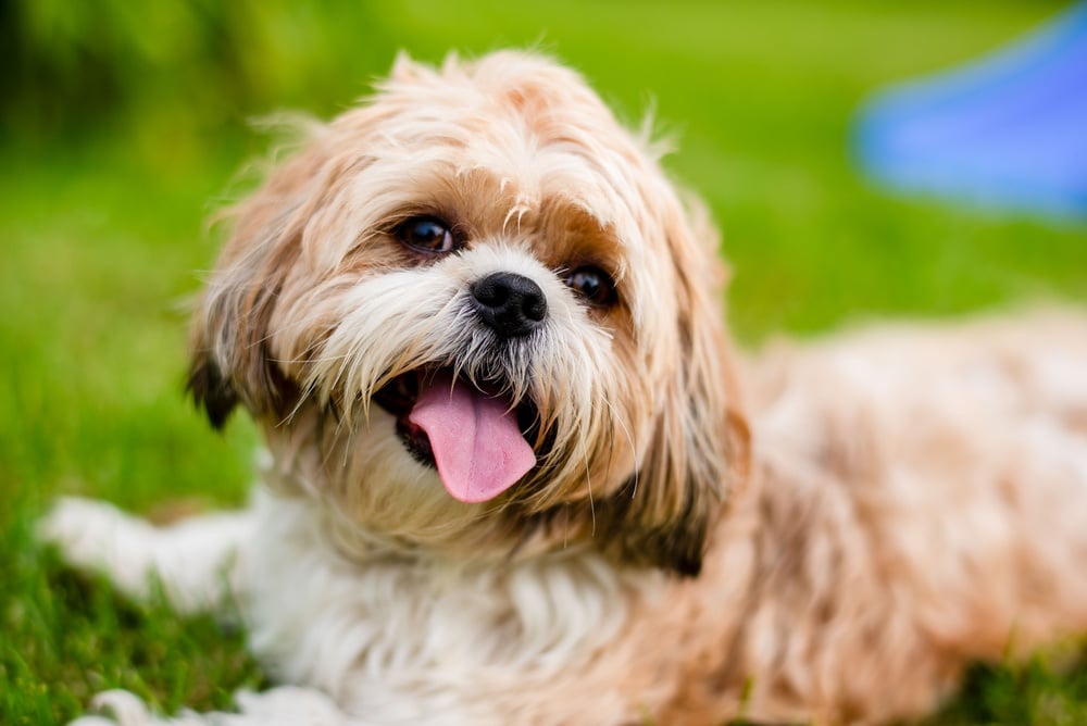 Petit Chien Shih Tzu Joyeux dans l'Herbe d'un Jardin Petit chien Shih Tzu beige et blanc couché dans l'herbe avec la langue sortie, joyeux et détendu en plein air.