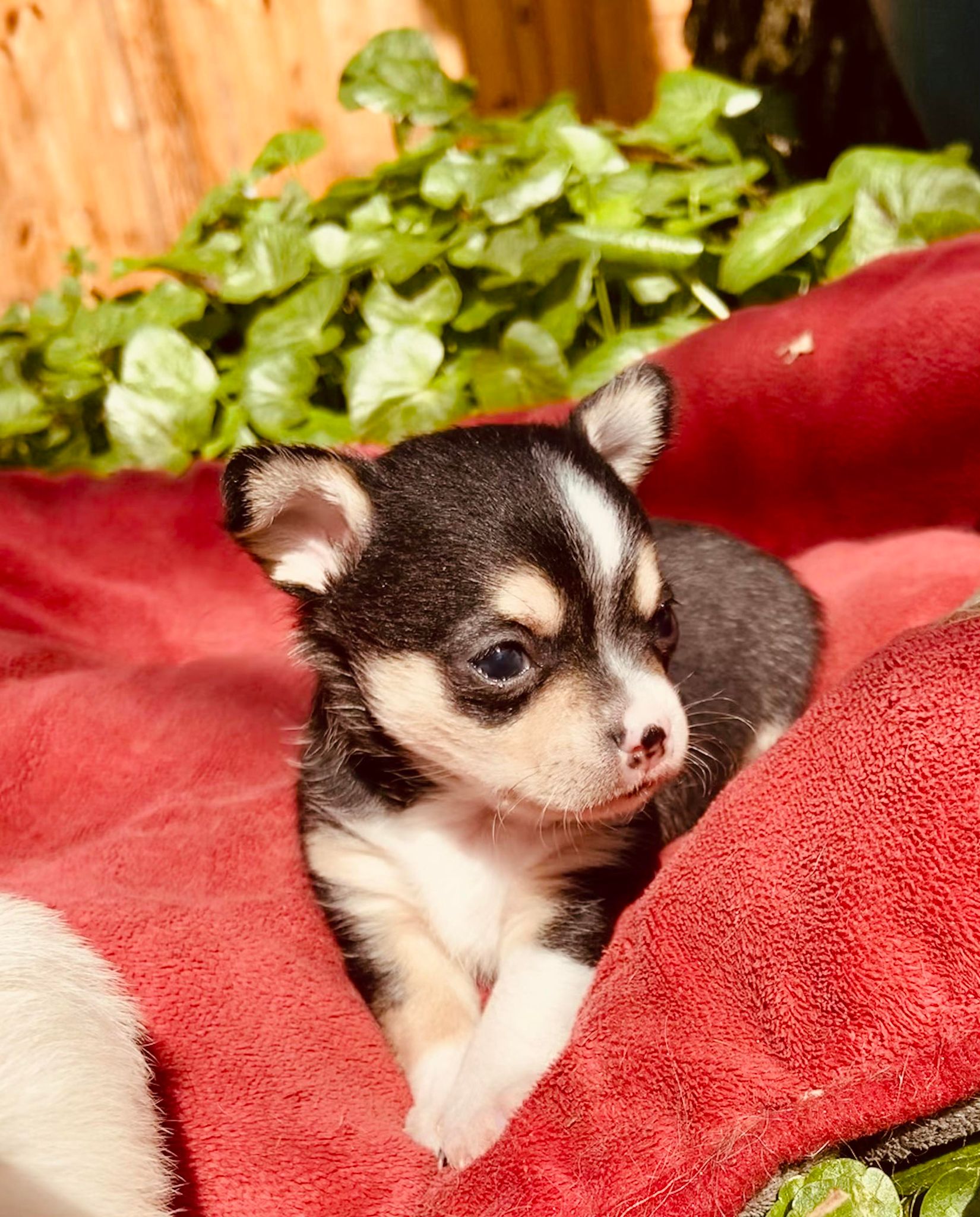Chihuahua