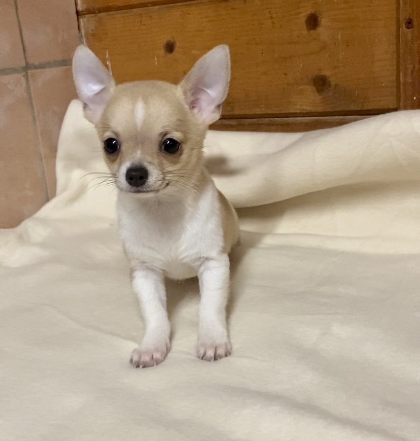 Chihuahua