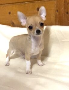 Chihuahua