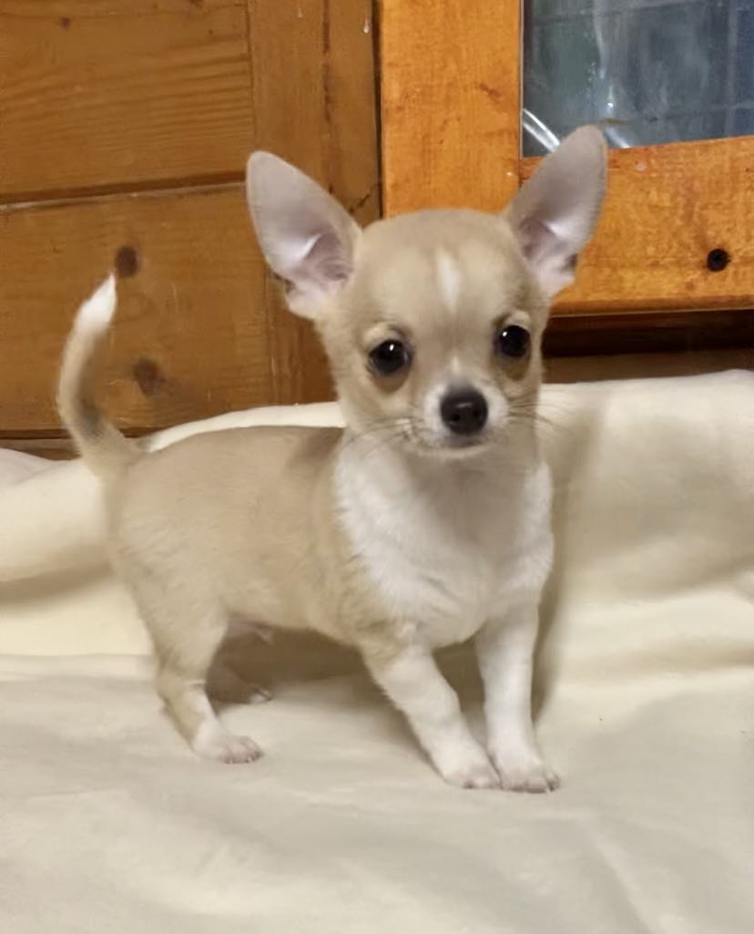 Chihuahua
