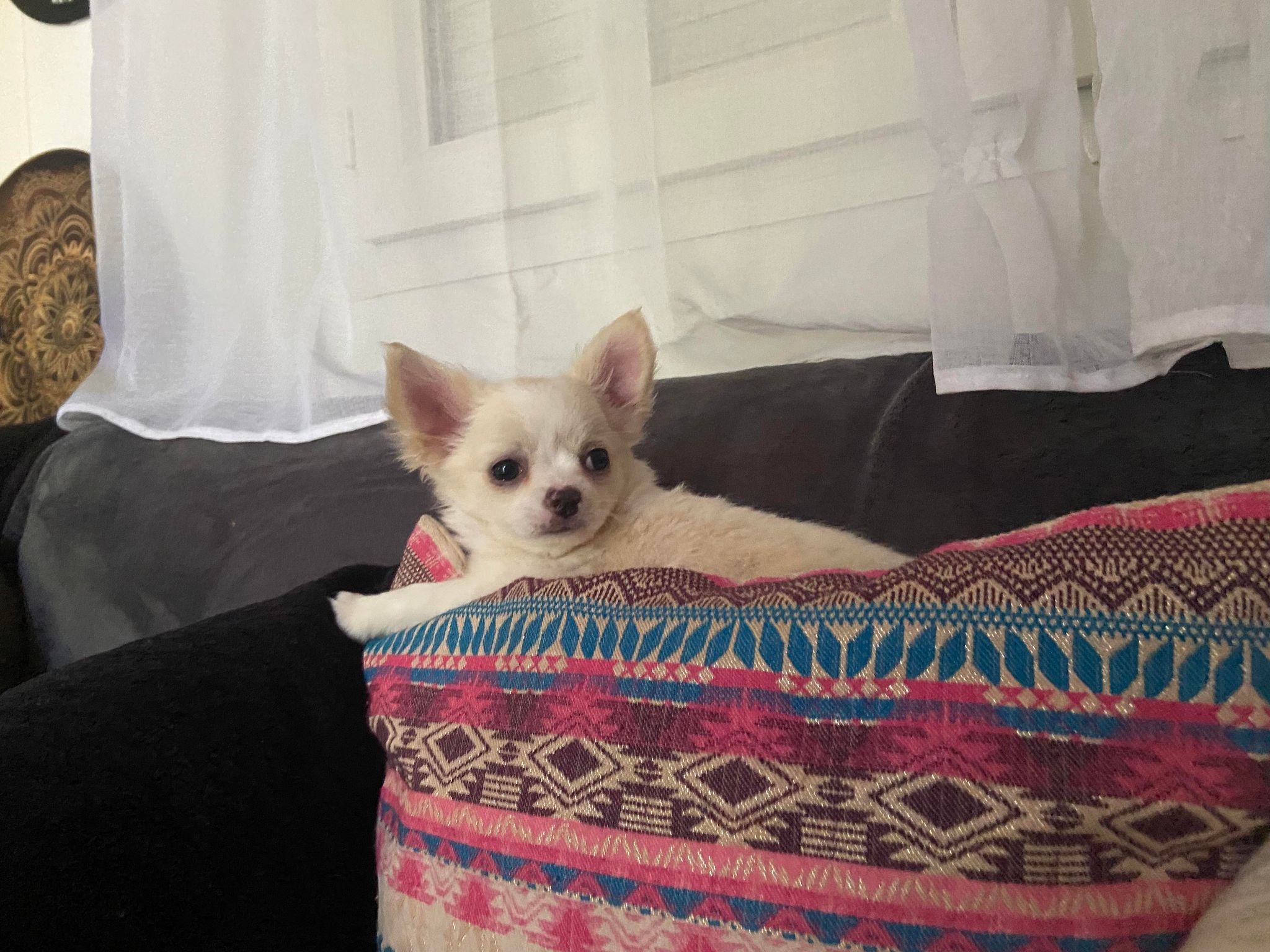 Chihuahua