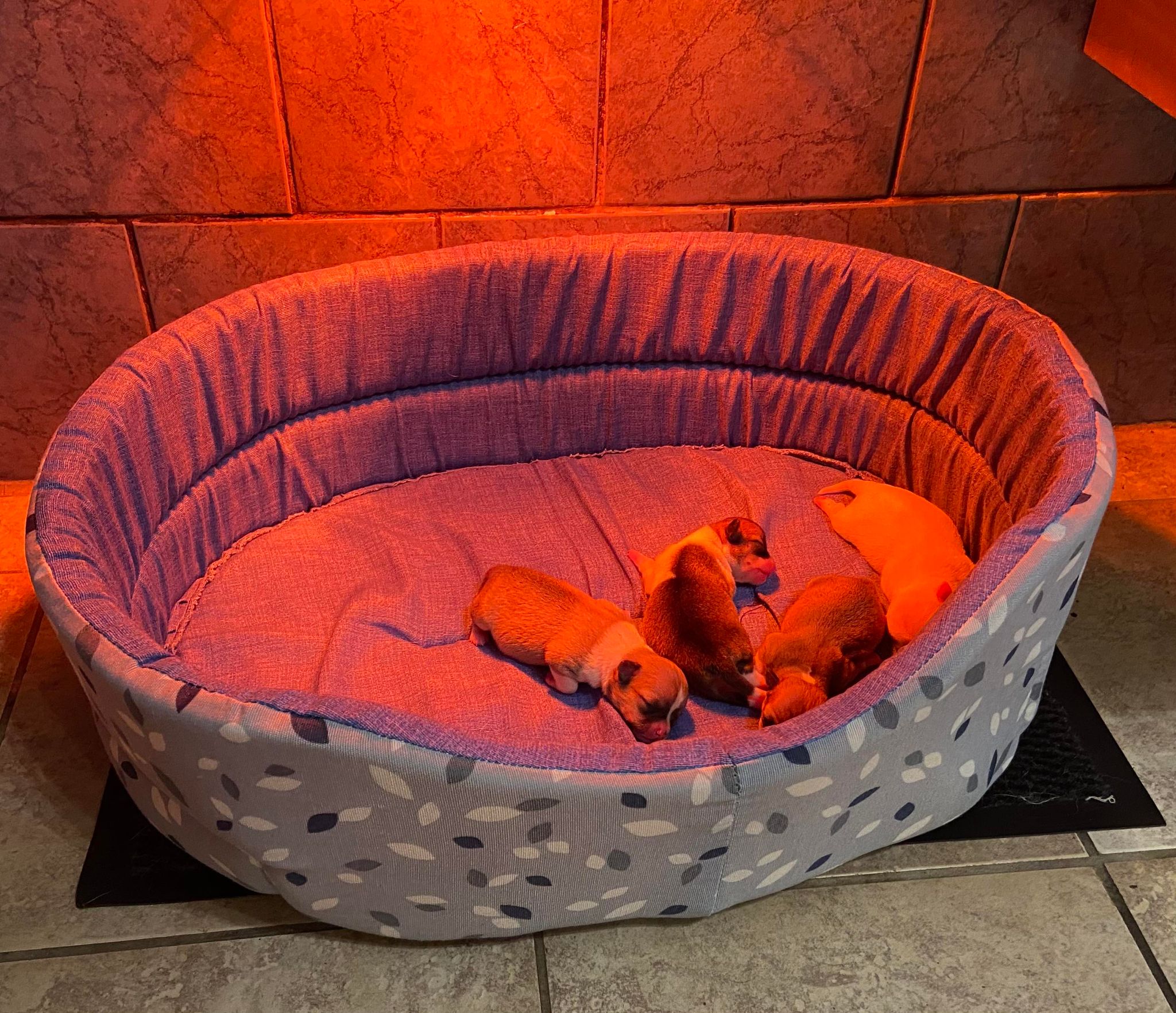 Portée de chihuahuas