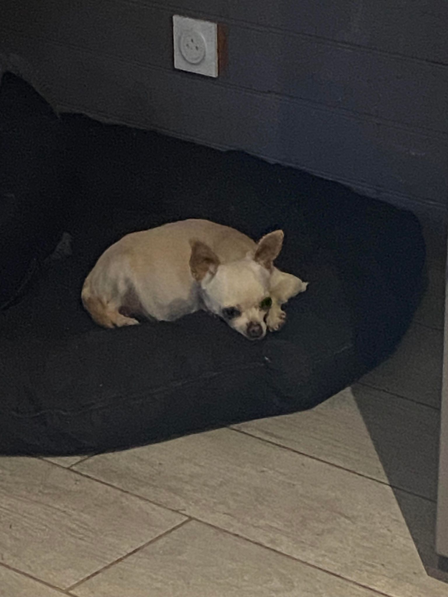 Chihuahua