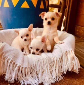 Notre dernière portée de Chihuahuas