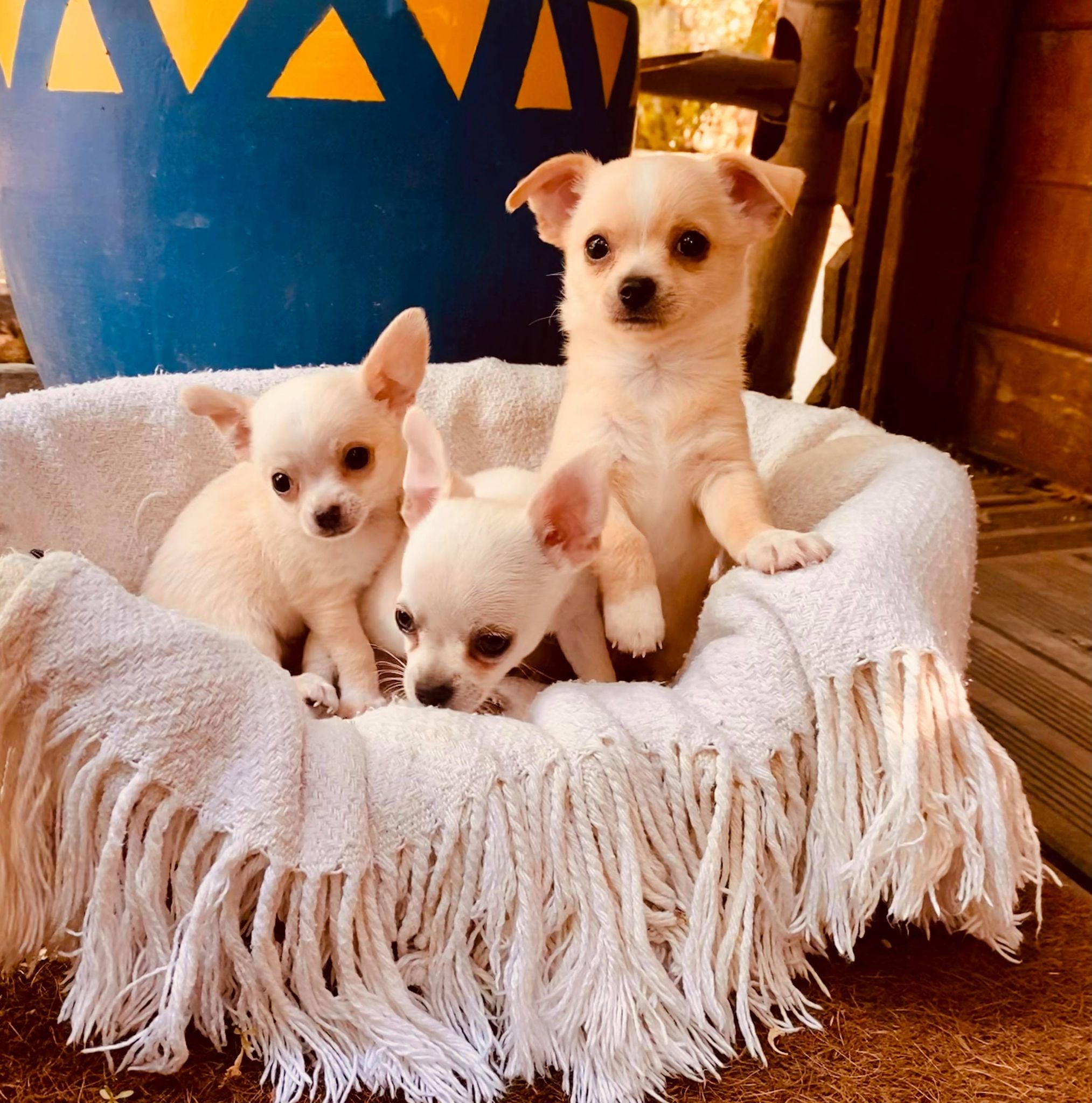 Notre dernière portée de Chihuahuas