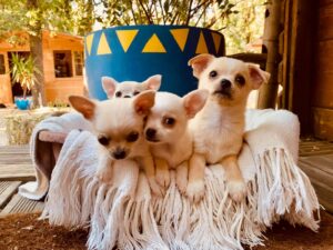 Notre dernière portée de Chihuahuas