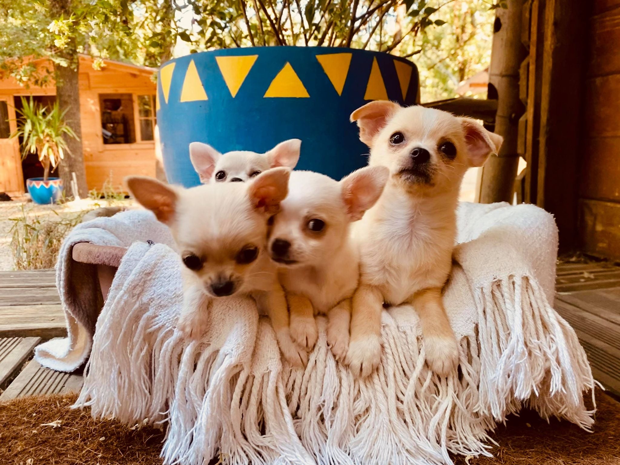 Notre dernière portée de Chihuahuas