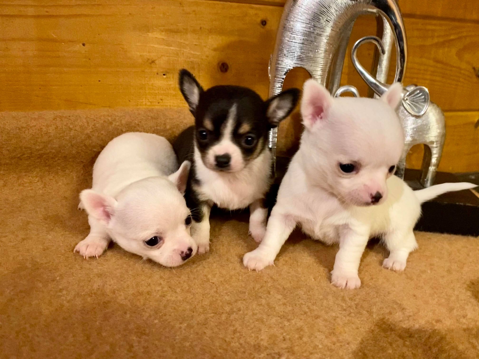 Chihuahua