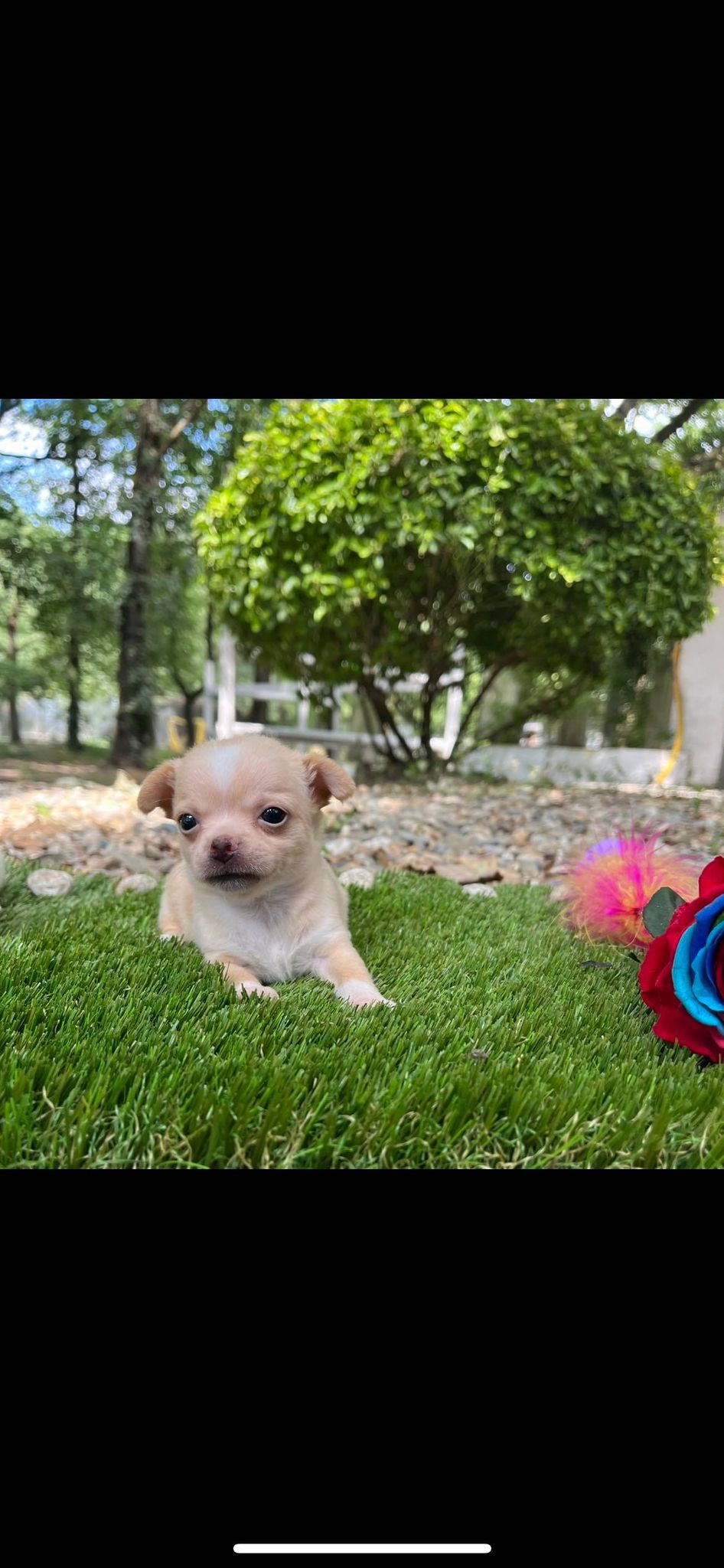 Chihuahua