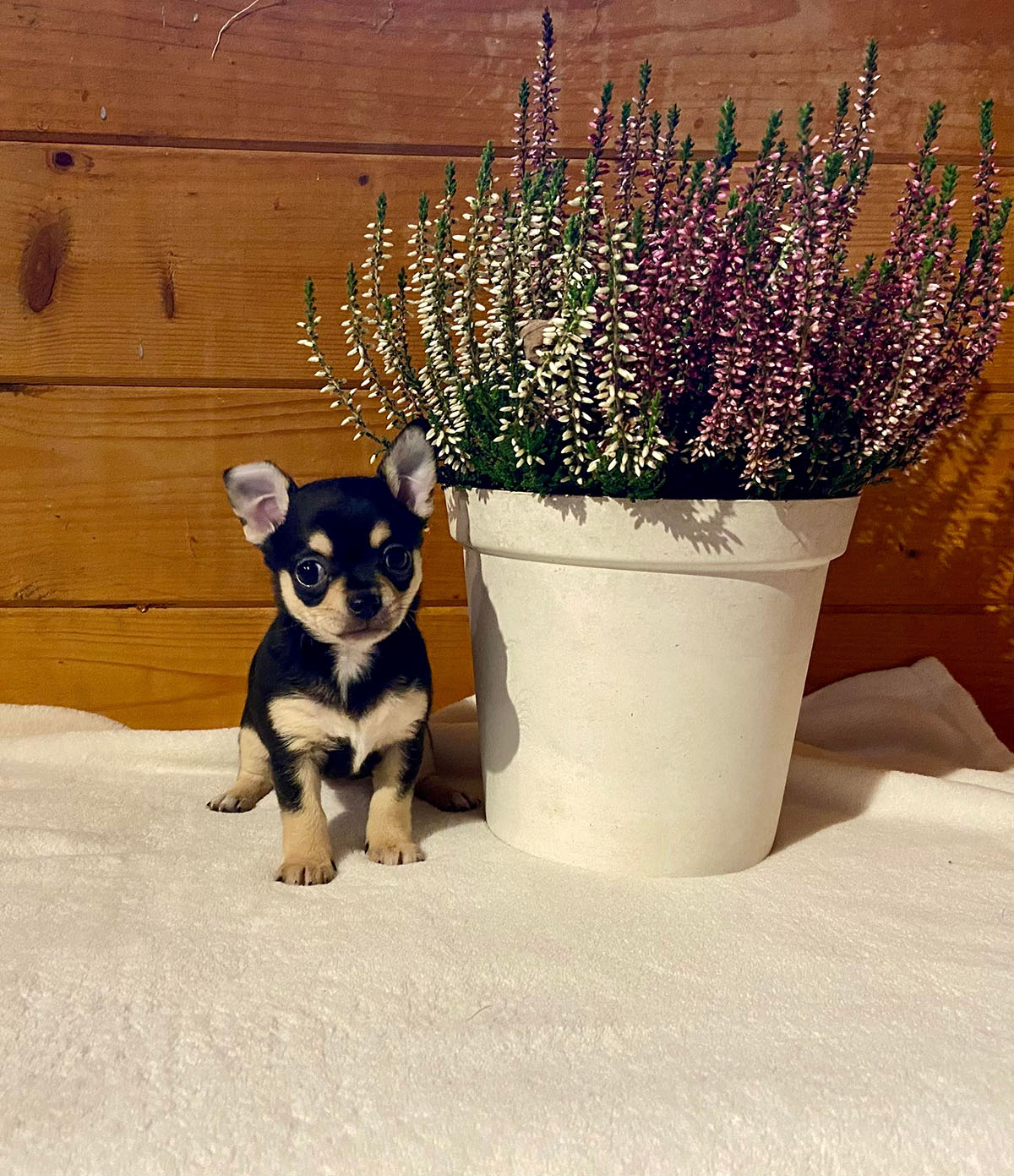 Chihuahua
