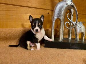 Chihuahua