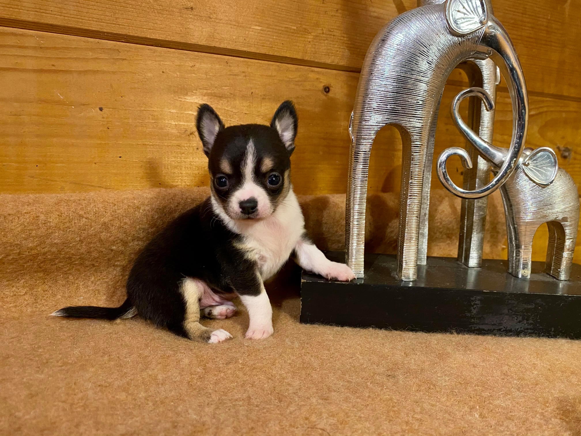 Chihuahua