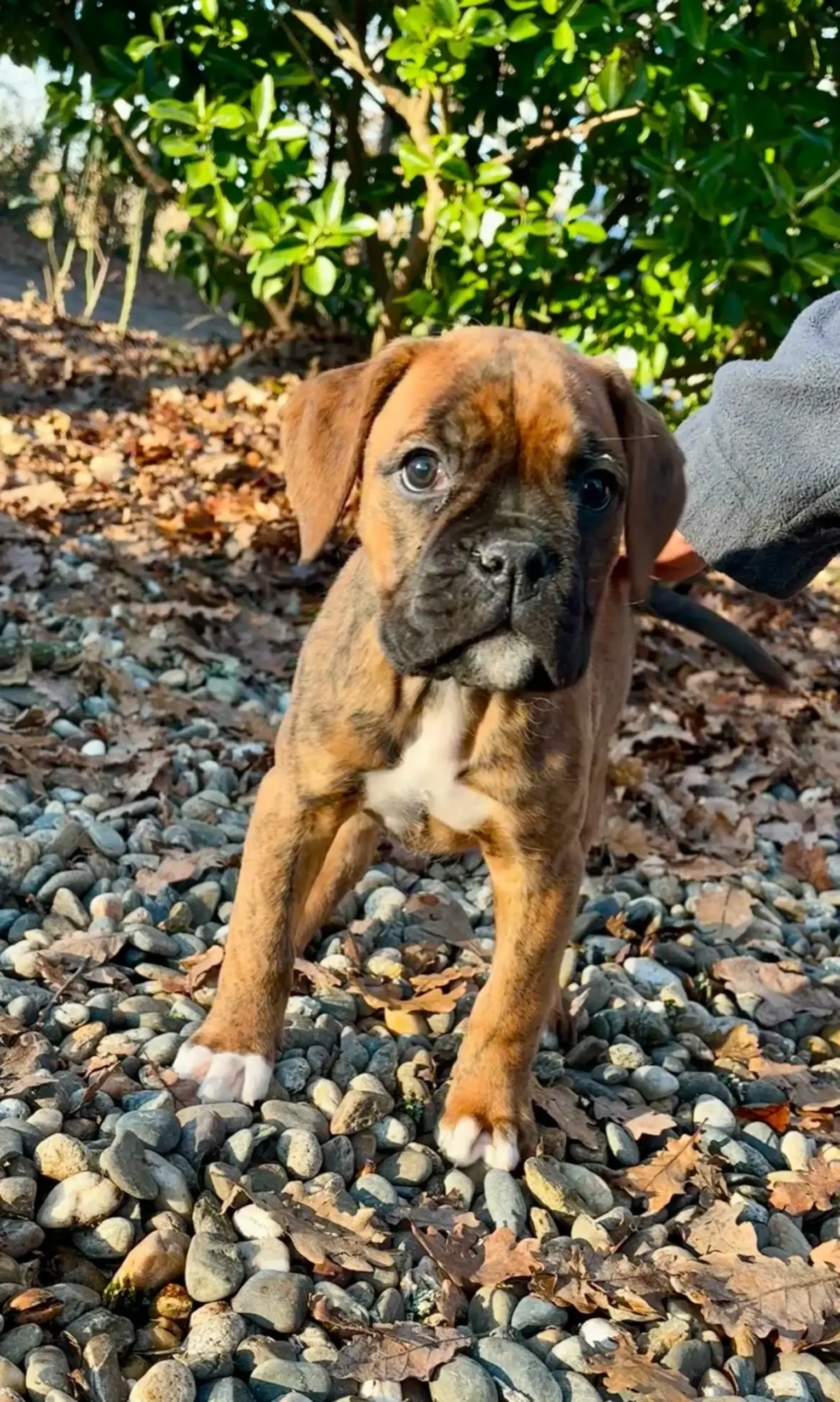 chiot-boxer-femelle-tartine