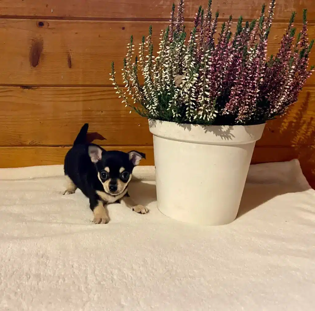 Petit chiot Chihuahua noir et feu à côté d'un pot de bruyères roses et blanches sur fond de bois.