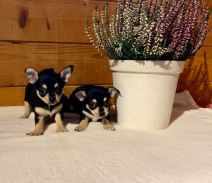 Chihuahua noir à adopter Orgueil