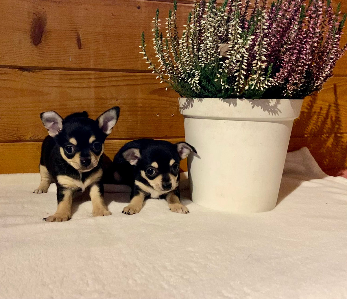 Chihuahua noir à adopter Orgueil