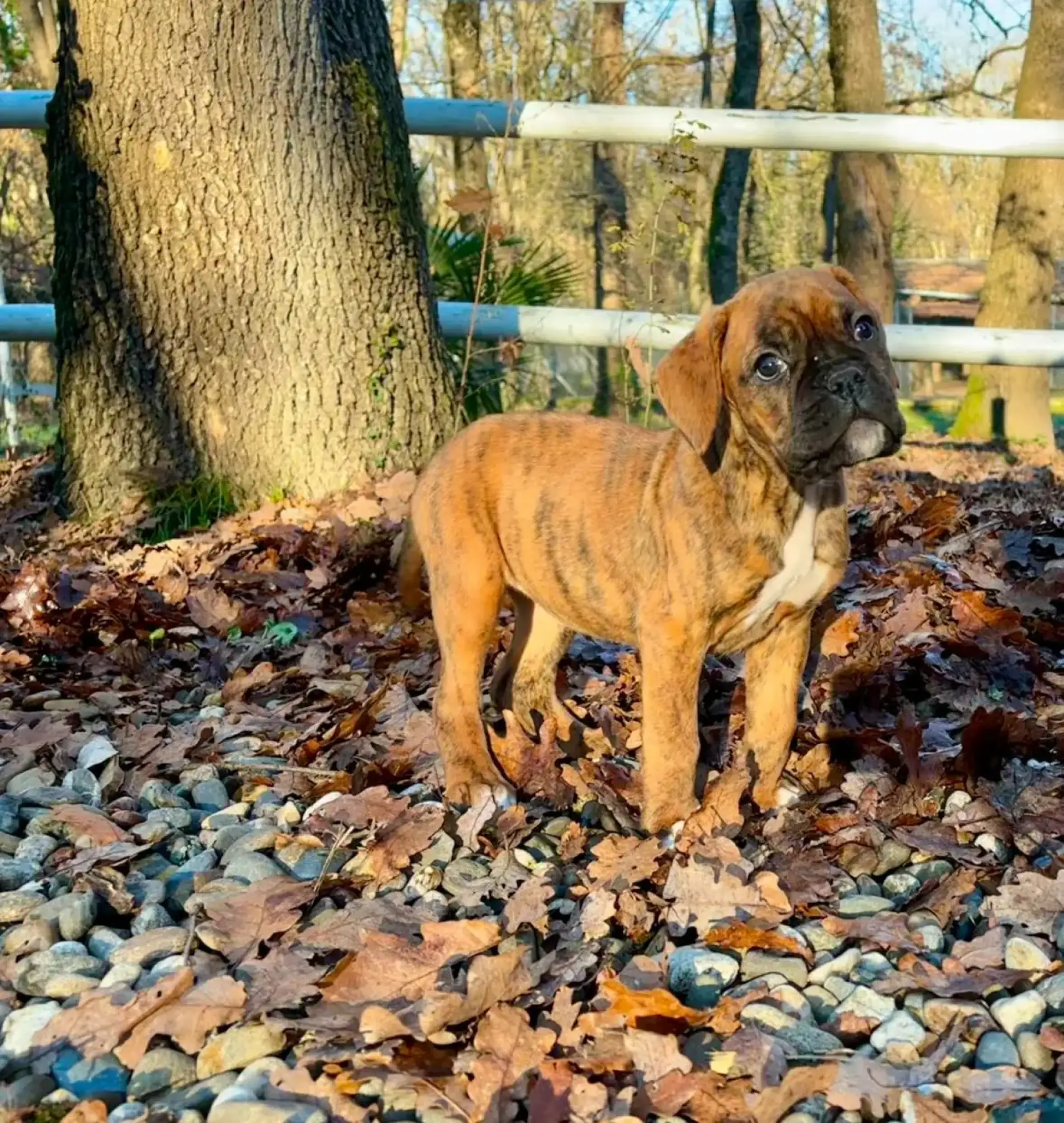 chiot-femelle-tartine