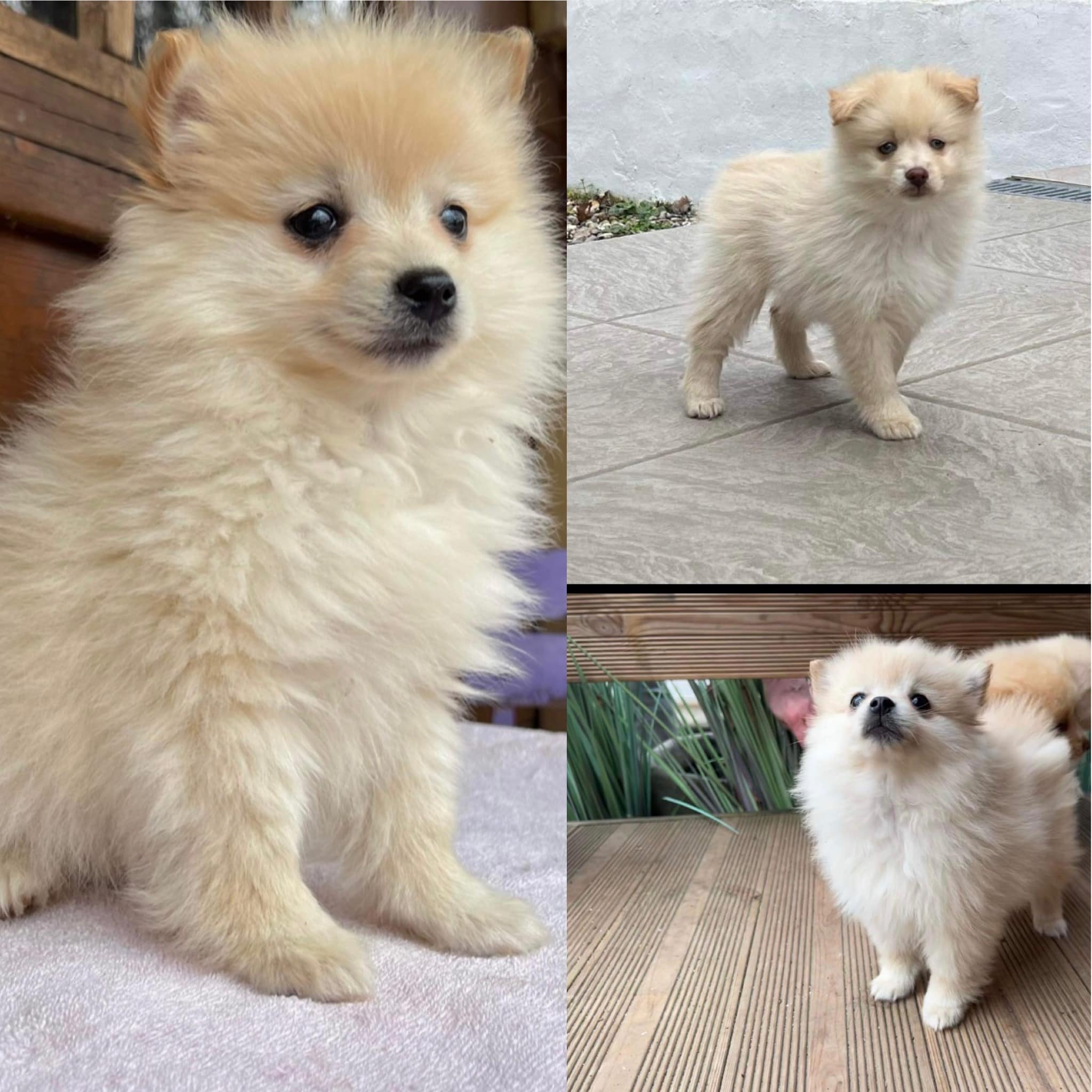 Chiot spitz