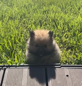 chiot spitz Nain