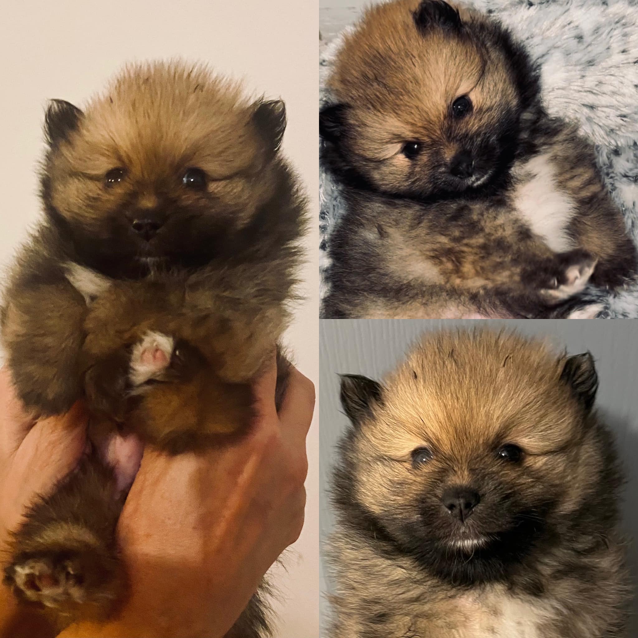 chiot spitz nain male Mars 2024