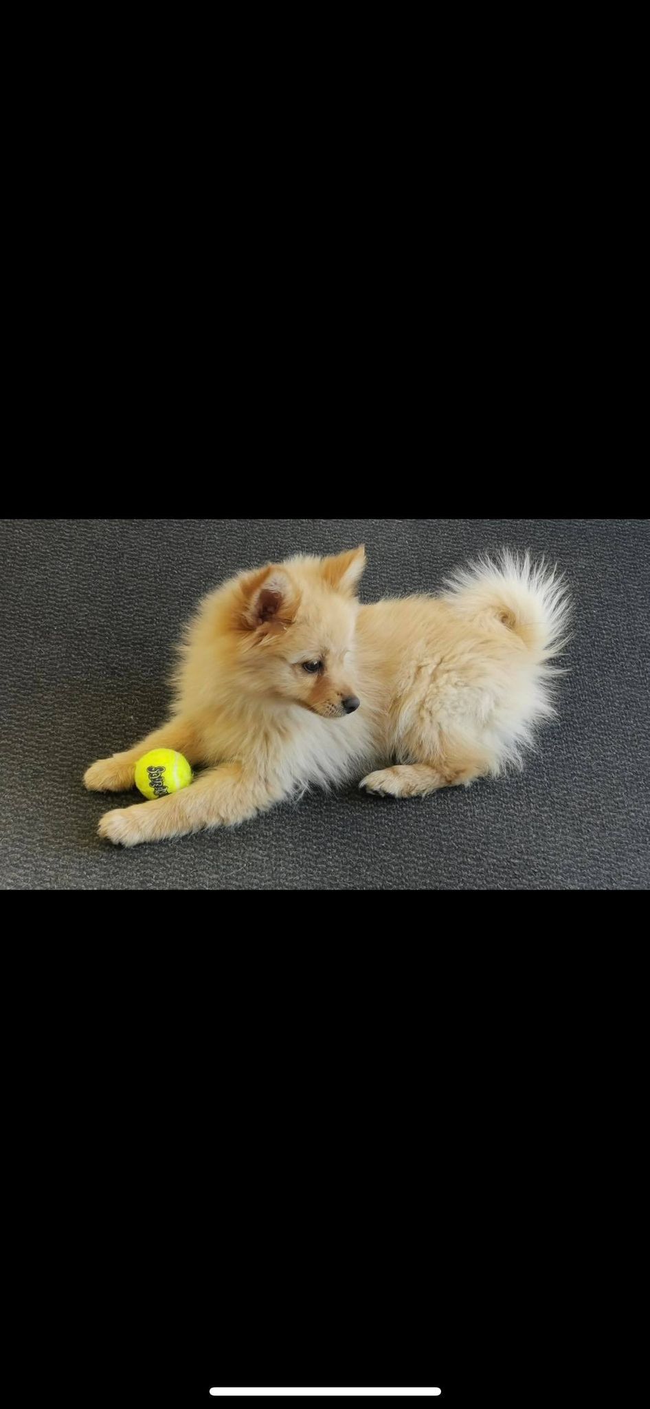 Chiot Spitz