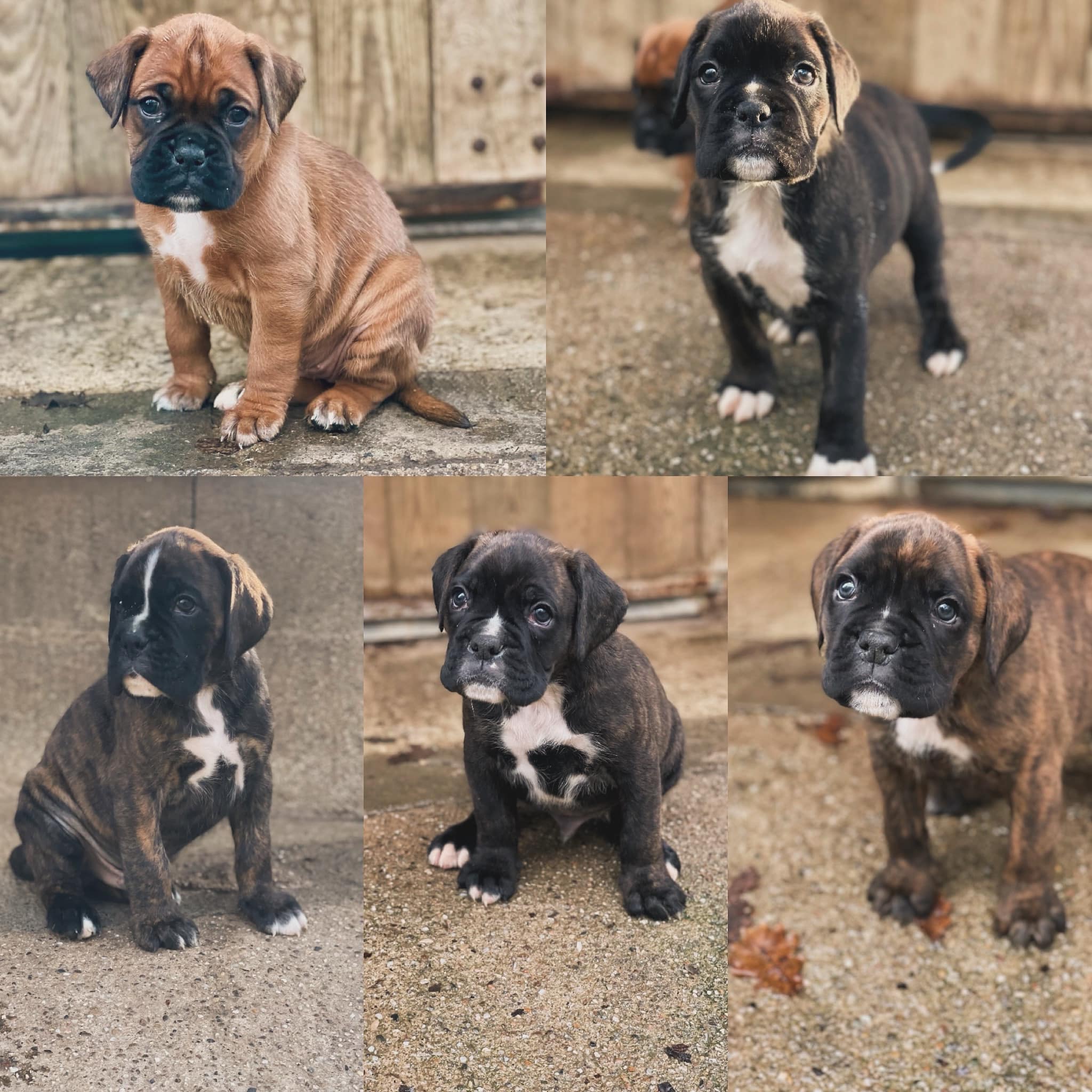 chiots boxer Truffe 03 Mars 2024