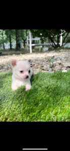 Chihuahua