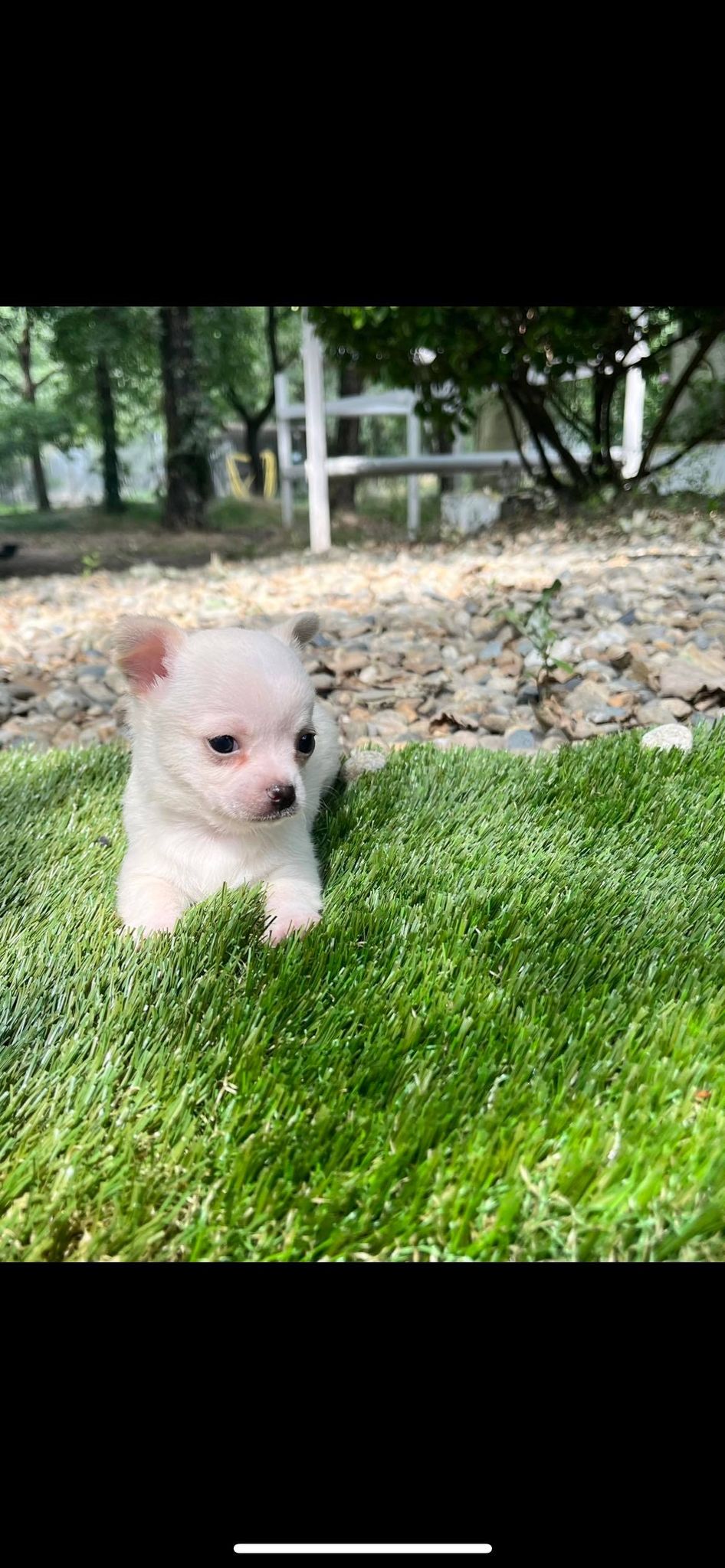 Chihuahua