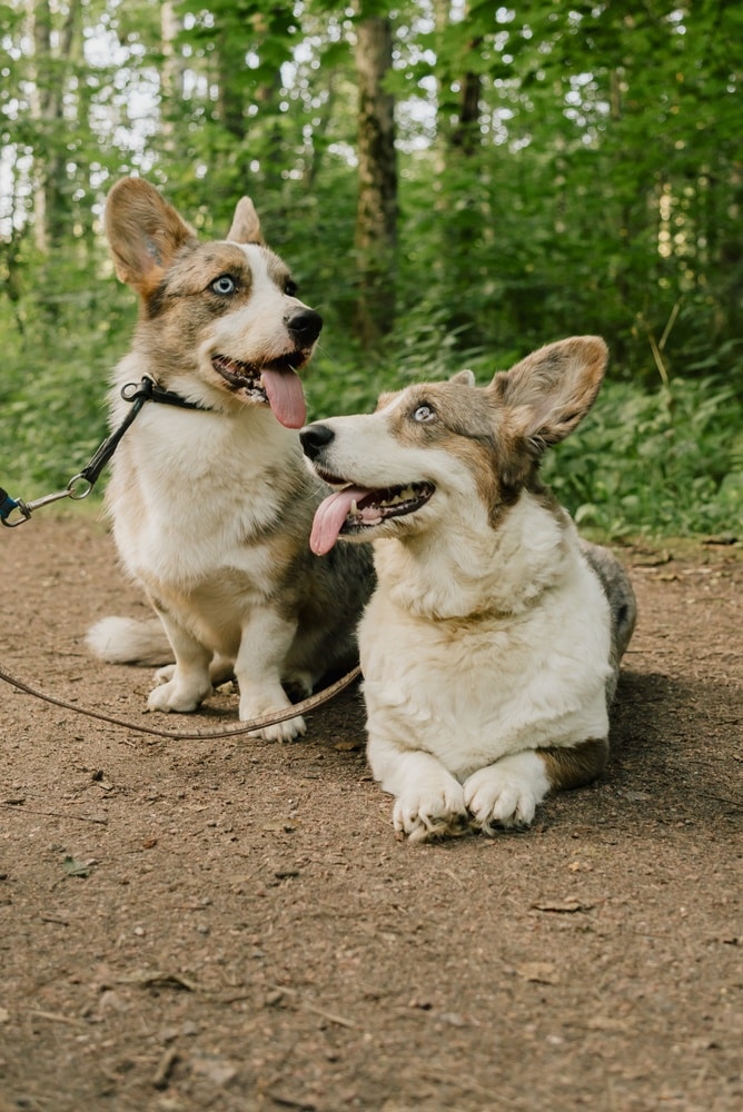 Deux Corgis Blue Merle aux Yeux Bleus en Balade en Forêt Deux corgis blue merle aux yeux bleus sur un sentier de forêt, souriants avec la langue pendante.