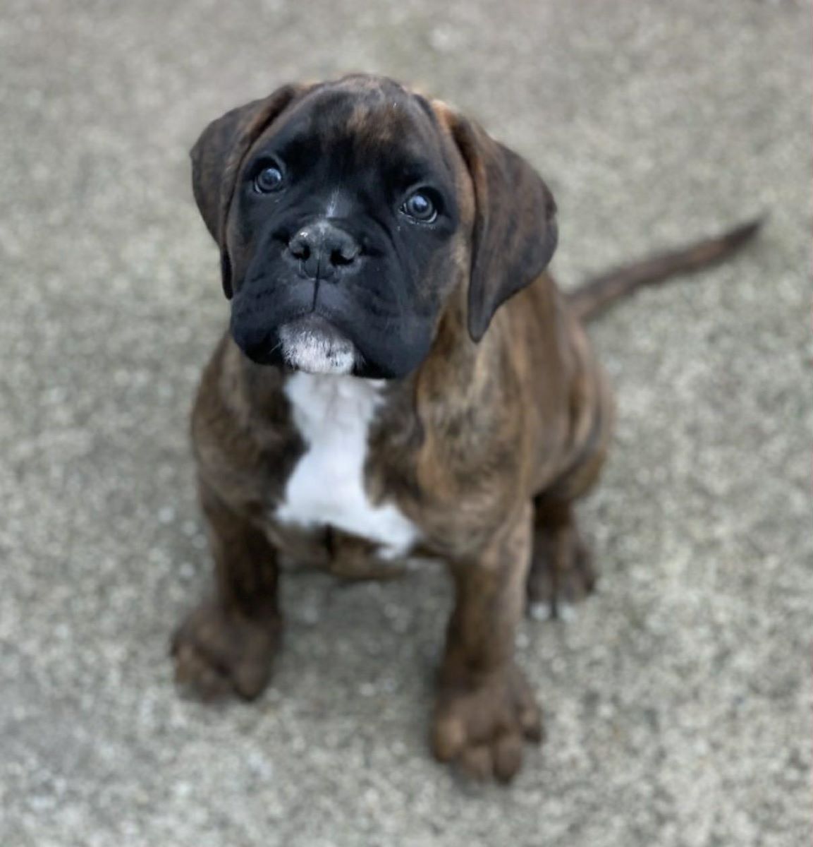 Boxer