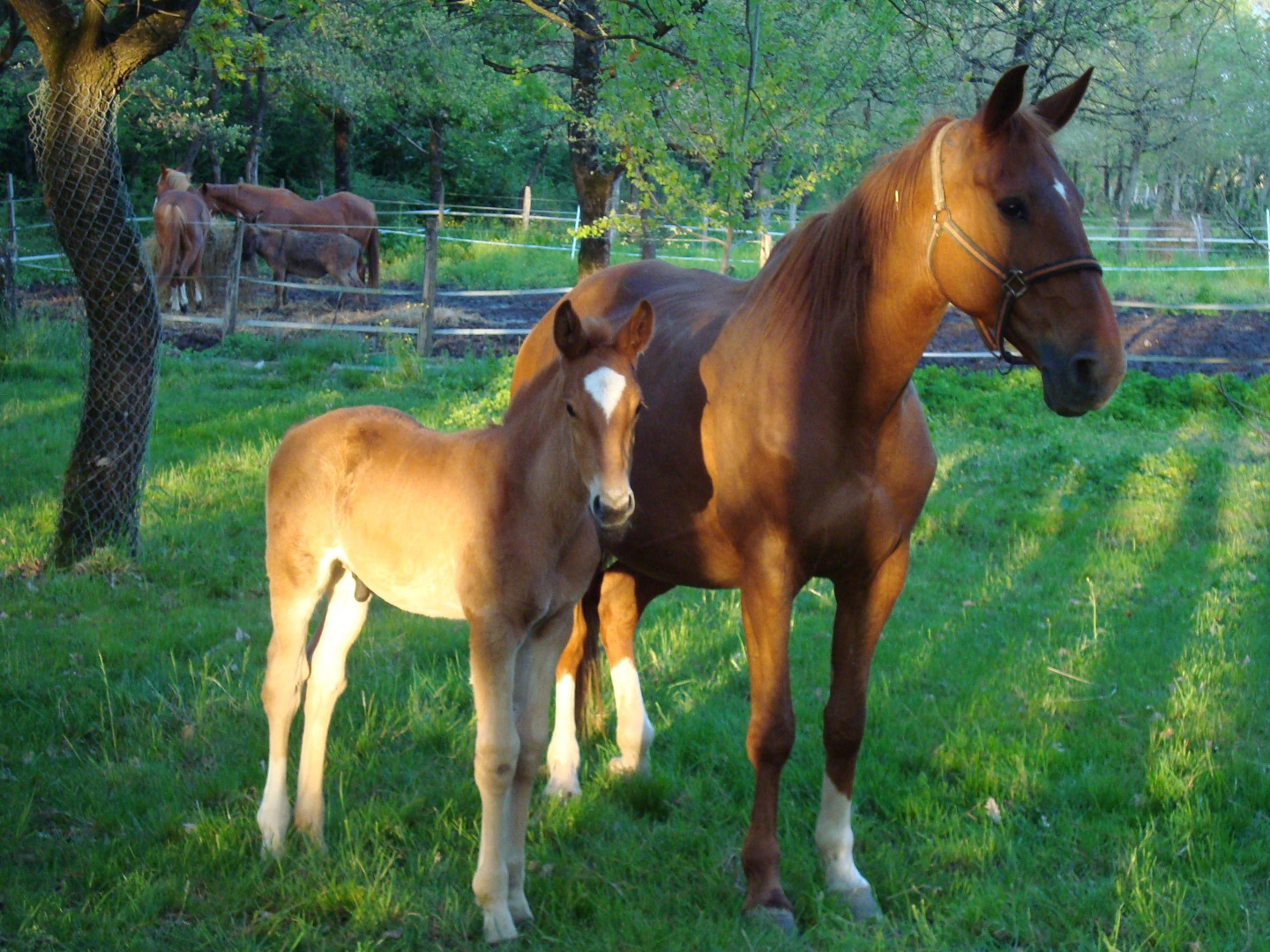 Entraînement de chevaux de sport CSO