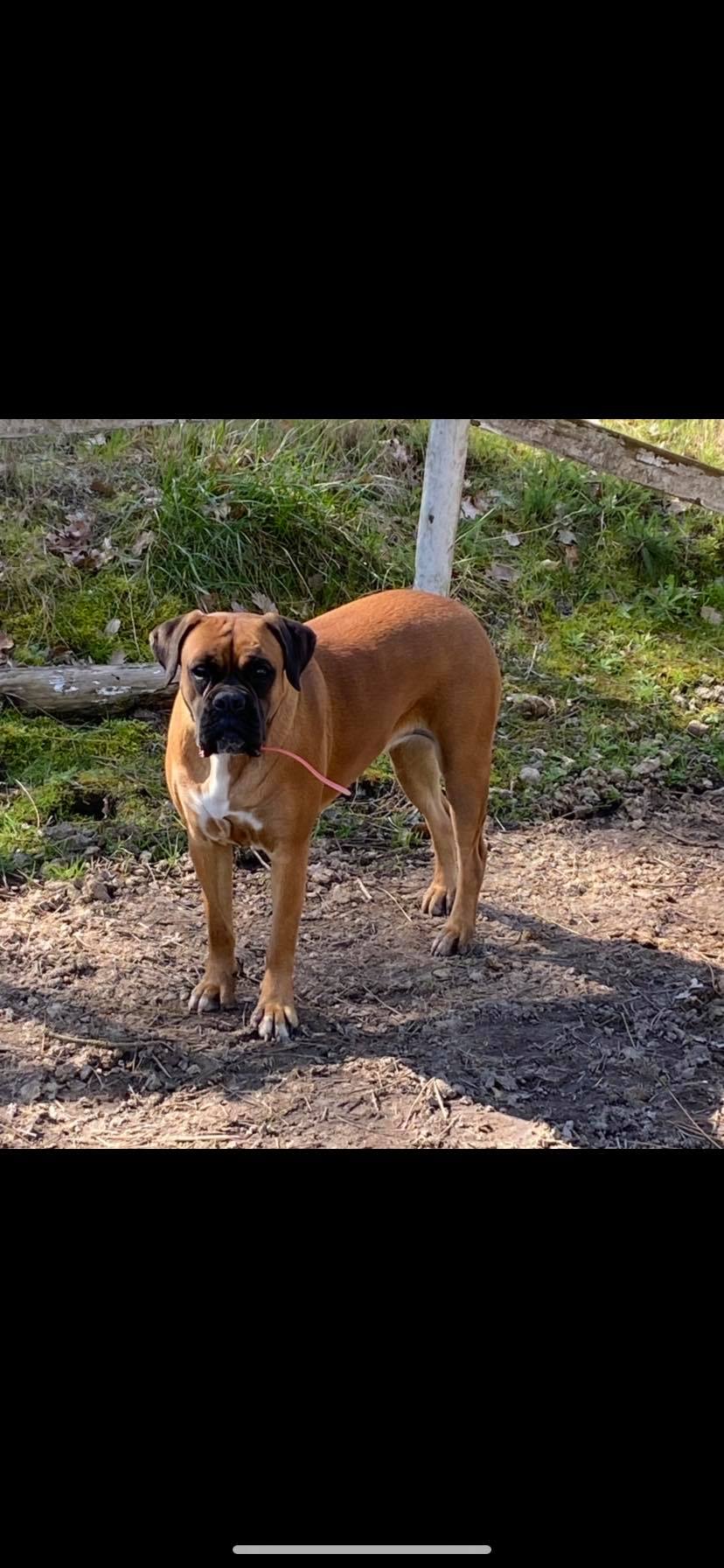 Elevage de Boxer