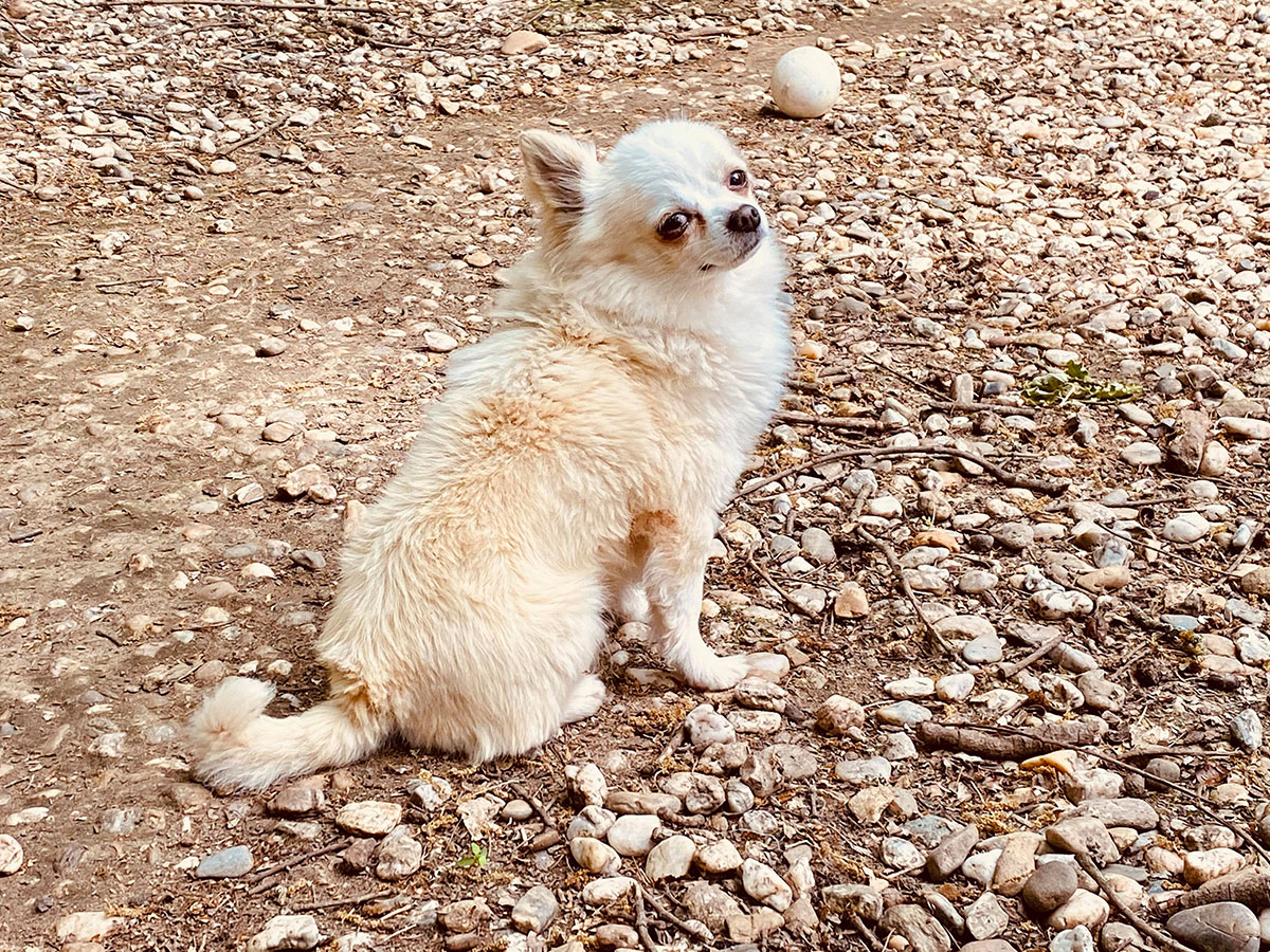 Elevage de chihuahua