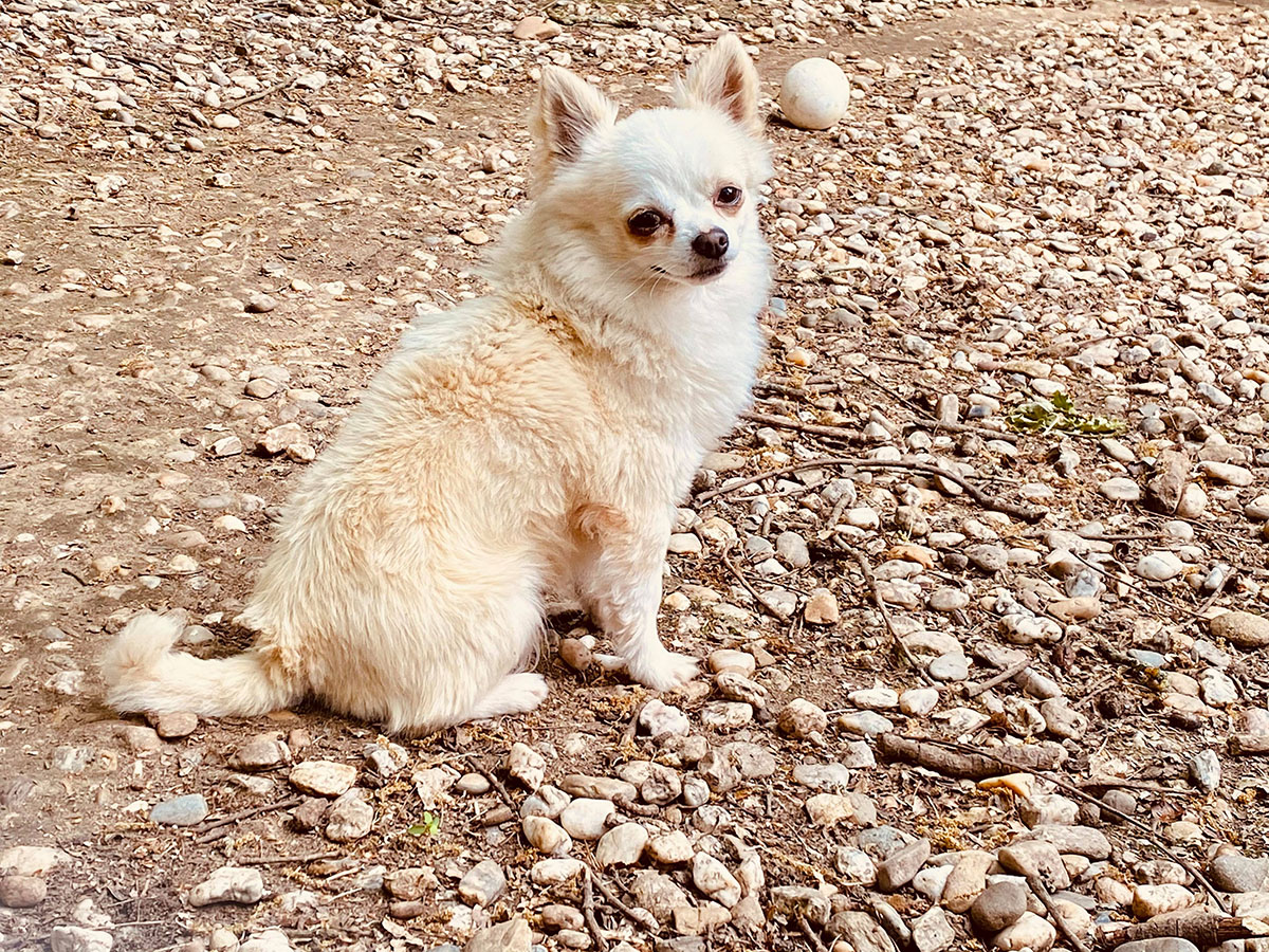 Elevage de chihuahua